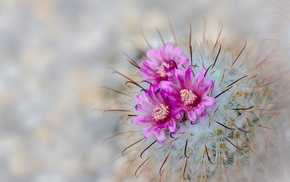cactus, pink flowers, flowers, plants