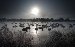 swan, animals, landscape, nature