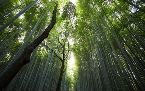 plants, forest, nature, bamboo