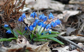 plants, depth of field, flowers, blue flowers