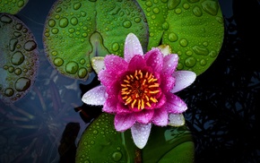 flowers, nature, water lilies