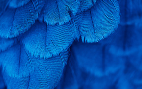 blue, feathers, photography, macro