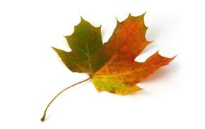 fall, colorful, leaves, maple leaves, yellow, green