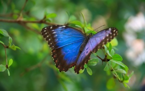 leaves, blue, wings, insect, green, wildlife