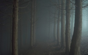 forest, night, mist, trees