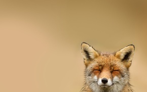 nature, simple background, animals, fox, smiling