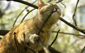 cat, branch