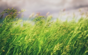 macro, nature, grass, photography
