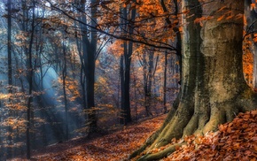 leaves, landscape, nature, mist, Poland, forest