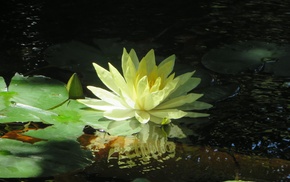flowers, pond, water, water lilies, green, lilies