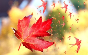 depth of field, maple leaves, artwork, windy, leaves, fall