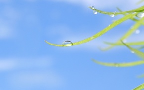 macro, grass, water drops