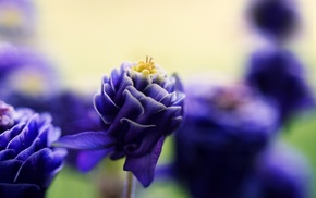 flowers, purple flowers, macro