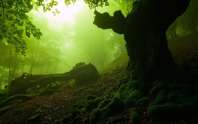 moss, forest, nature, mist, dead trees