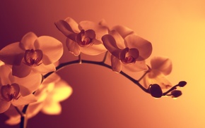 photography, macro, artificial lights, orange flowers