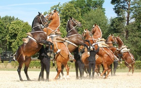 Equitation, Saumur, horse, France