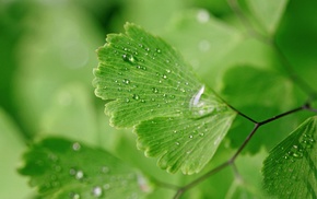 nature, macro, ginko, green, water drops, leaves