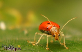 ladybugs, beetles, Jeffrey Umaa, nature, PosDesigns, Costa Rica