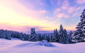 Snowy Landscape With Pine Trees At Sunset