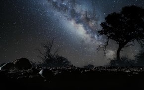 Night Sky With Lone Tree And Milky Way