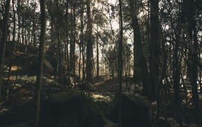 Lush Forest Temple With Dappled Sunlight
