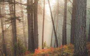 Morning Sun Rays Through Foggy Forest Trees
