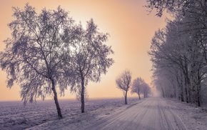 Snowy Road Amidst Trees And Fog