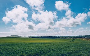 Lush Green Barley Field With Rolling Hills
