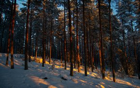 Winter Forest Pines At Dusk