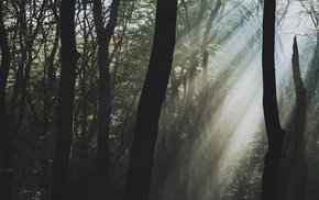 Dark Forest Sunbeams Illuminating Dried Leaves