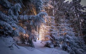 Snowy Coniferous Forest In Winter Light