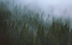 Foggy Forest Tops Shrouded In Mist