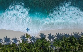 Aerial View Of Palm Trees And Ocean