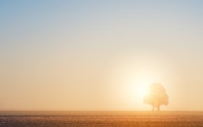 Lone Tree In Field At Dawn