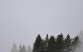 Foggy Forest Tops And Sky