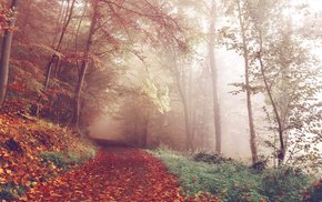 Autumn Forest Path Covered In Fog