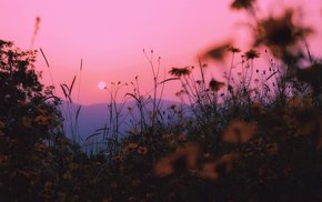 Sunset Horizon Over Wildflower Field