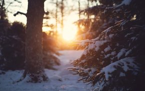 Winter Forest Path Sunset Light