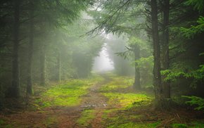 Misty Forest Path In England