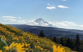 Mt. Hood Wildflower Field Under Cloudy Sky