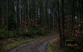 Dark Dirt Road Winding Through Forest