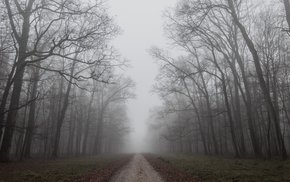 Dirt Road Winding Through Foggy Autumn Forest