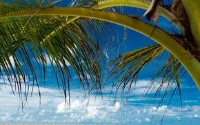 Pool With Palm Trees And Blue Sky