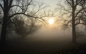 Foggy Forest Branches Sunlit Dawn