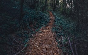 Forest Path Autumn With Wooden Steps