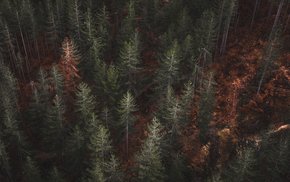 Aerial View Of Tall Loblolly Pine Forest