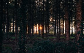 Forest Evening Sunbeams Through Lush Trees