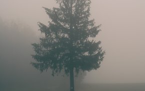 Lone Tree Amidst Foggy Field And Fence