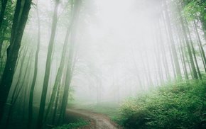 Forest Path Shrouded In White Fog