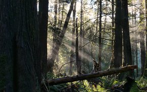 Sunbeams Illuminating Ferns In Forest
